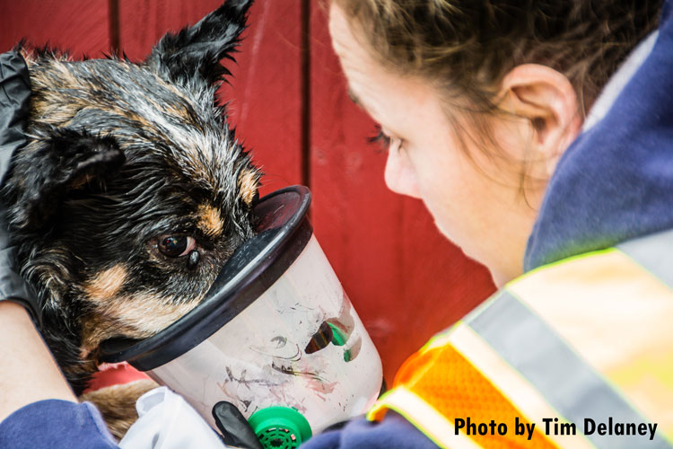 Dog being treated by first responder after fire