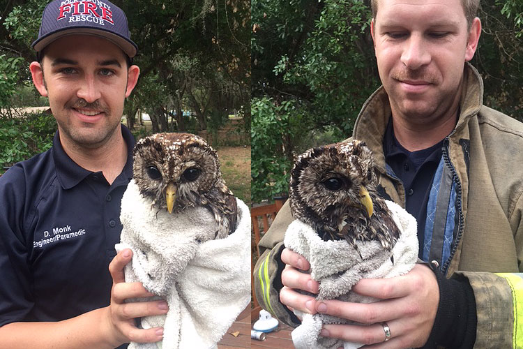 Firefighters with the rescued owl