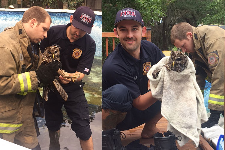 Polk County (FL) firefighters rescue injured owl