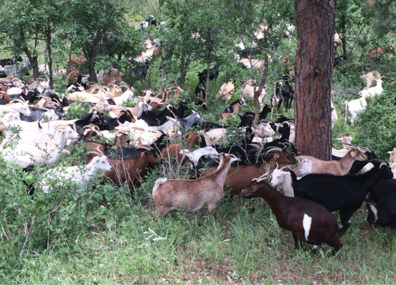 A herd of 300 goats is being used by South Metro (CO) Fire Rescue and the city of Castle Pines to mitigate landscape infrastructure around three neighborhoods.