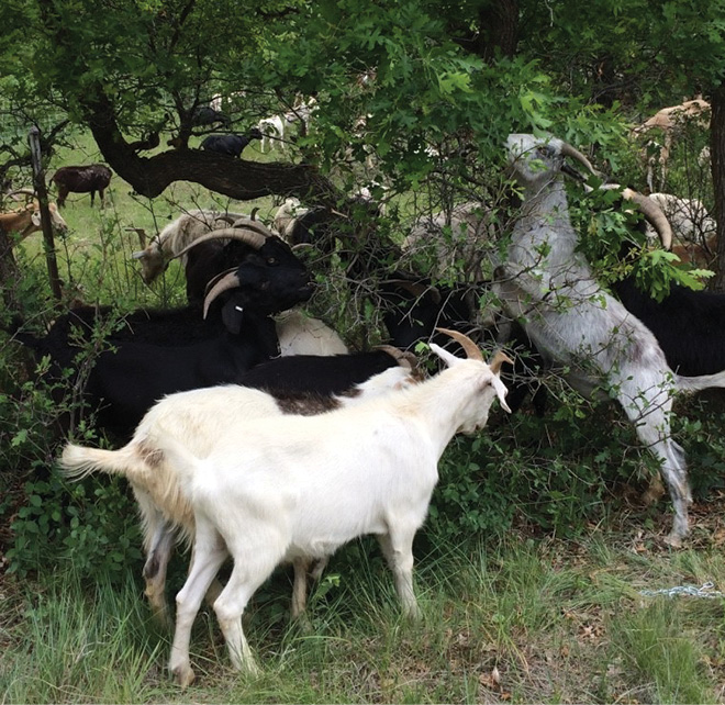 The goats eliminate most of the noxious weeds and ladder fuels, including the lower leaves of Gambel oak, forcing the oaks to regenerate leaves instead of expand their root systems.