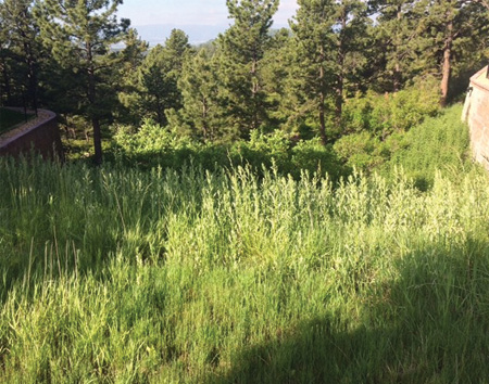 Once the herd of goats finished with the same area, fire safe spaces that were defensible appeared.