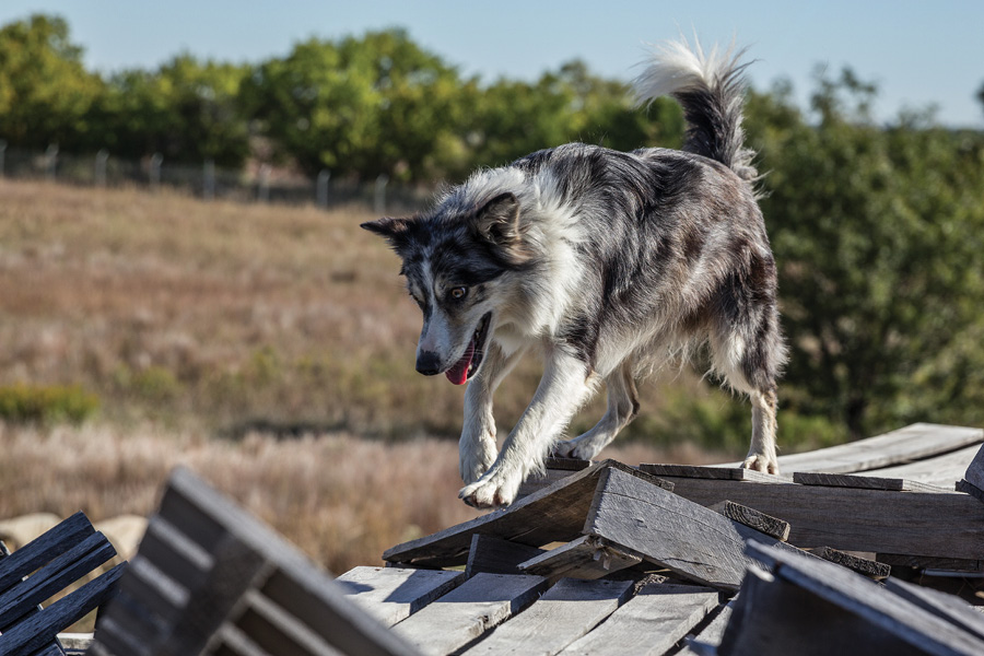 (1) A disaster search canine must navigate various terrains and footing while working off leash. (Photo by Michael Stephan, Bear Ridge Media.) 

