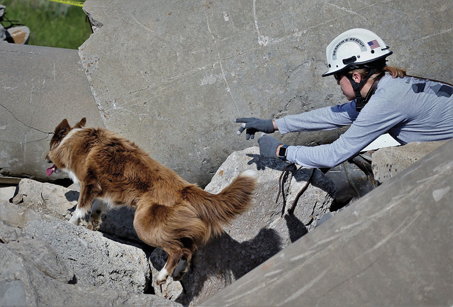 A dog is starting an off-leash search under the direction of its handler. (Photo by Aaron Betts.)