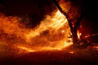 Wind whips embers from a tree as the Kincade Fire burns in unincorporated Sonoma County, Calif., on Thursday, Oct. 24, 2019. (AP Photo/Noah Berger)