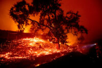 Wind whips embers from a tree as the Kincade Fire burns in unincorporated Sonoma County, Calif., on Thursday, Oct. 24, 2019. (AP Photo/Noah Berger)