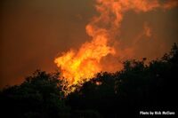 Raging flames over forest canopy