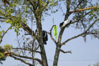 Clothing hangs in a tree in the aftermath of an explosion