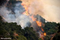 Flames roaring through vegetation during the Bobcat Fire