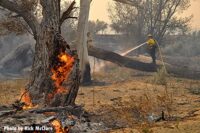 Fire burns through a tree with a firefighter and a hoseline in the background