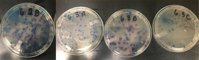 Representative antibiotic-resistant Staphylococcal growth on HardyCHROM™ agar plates from sample sites. 