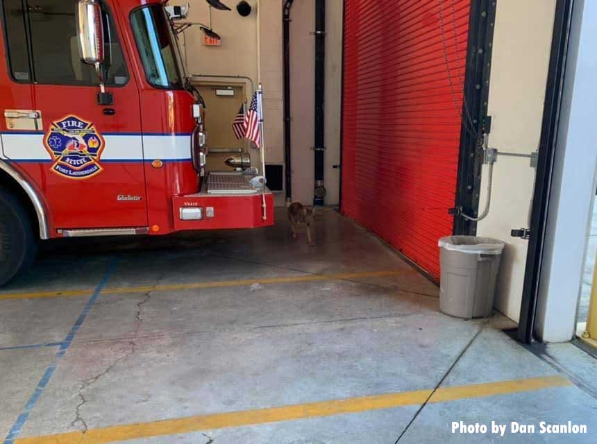 Coyote inside bay of Fort Lauderdale firehouse