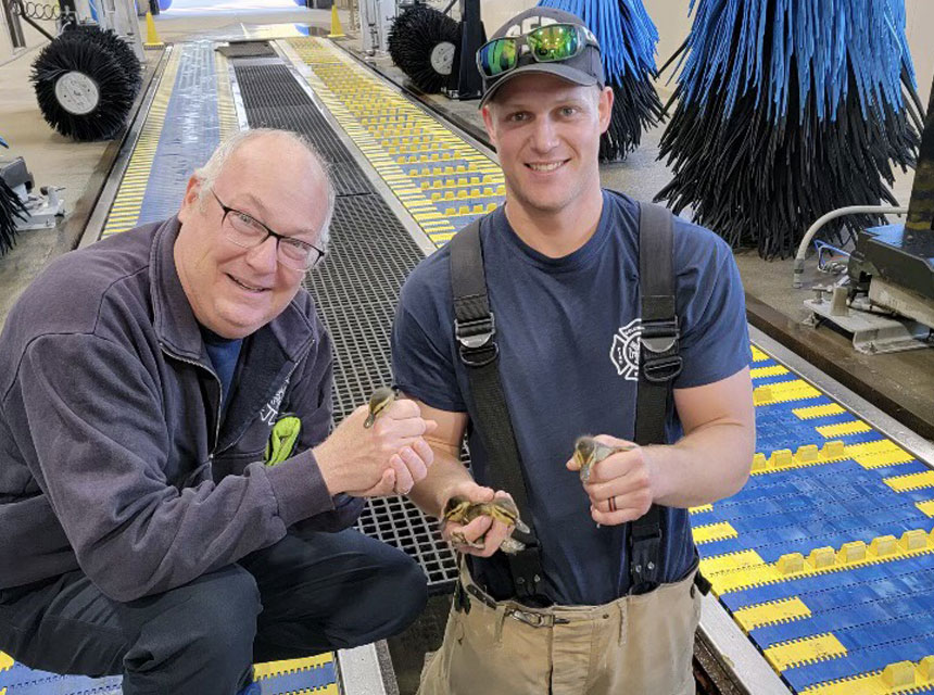 firefighters rescue ducklings from drain