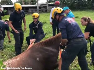 Palm Beach County firefighters rescue horse