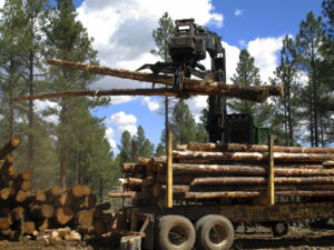 Forest restoration project in Arizona