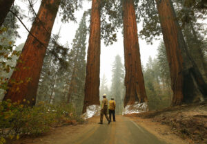 Four Guardsmen at the entrance to General Sherman at Sequoia National Park