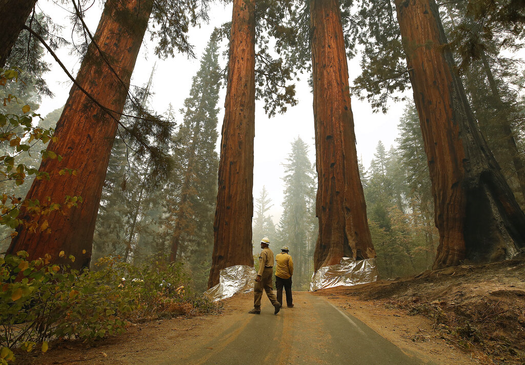 Four Guardsmen at the entrance to General Sherman at Sequoia National Park