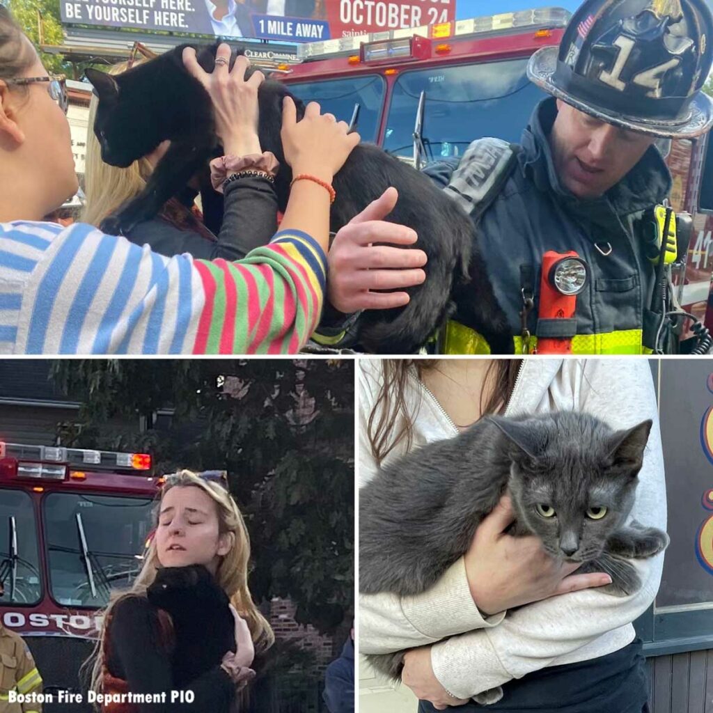 Boston firefighters rescue cat