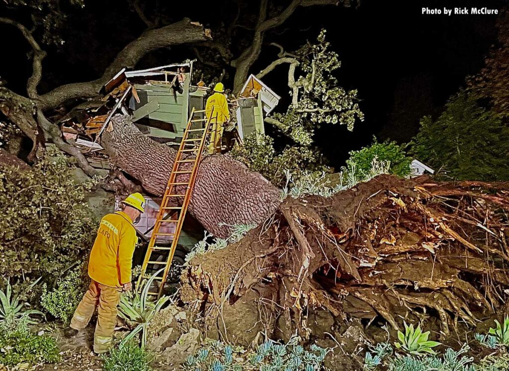 One person killed by fallen oak tree in Encino