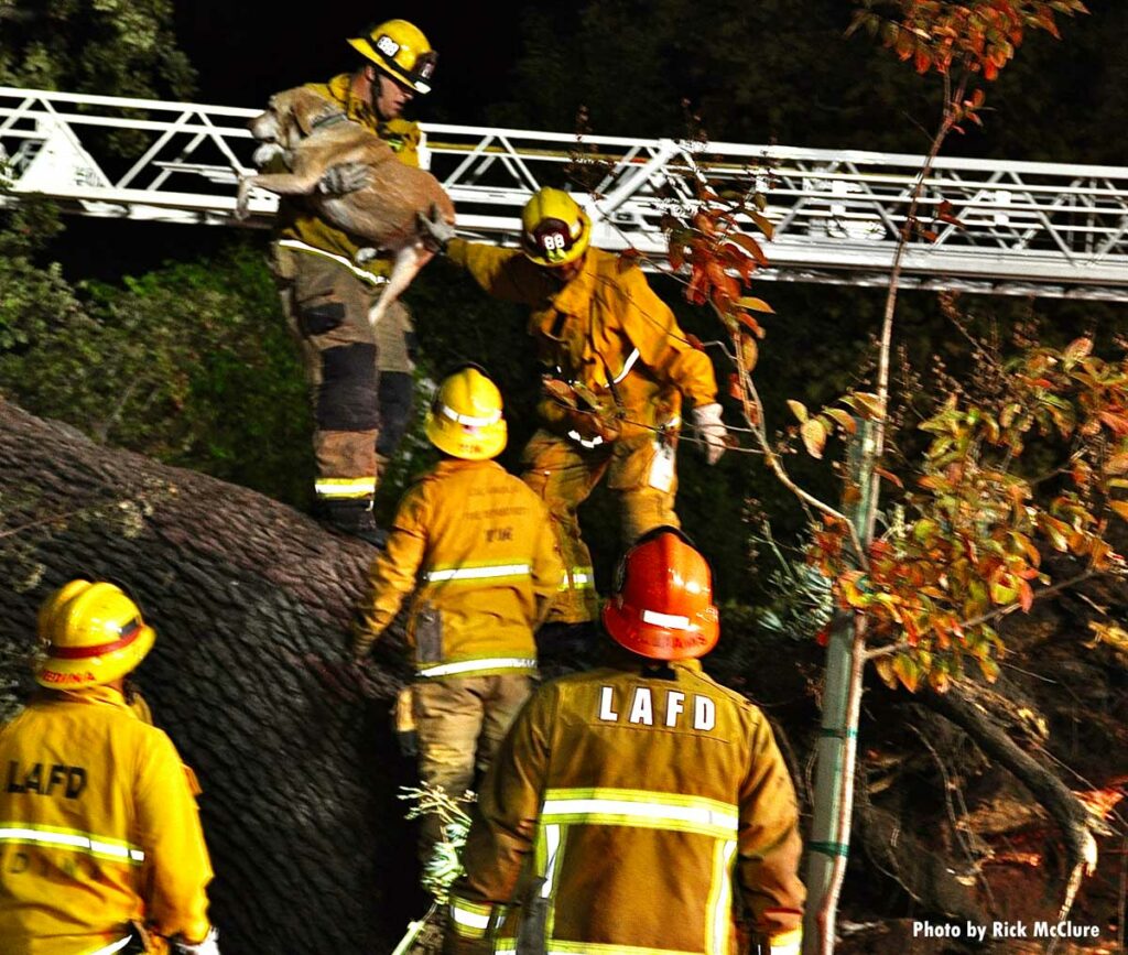 Los Angeles firefighters rescue dog