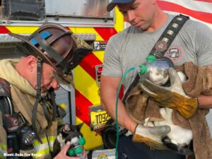 Miami-Dade firefighters with rescued cats