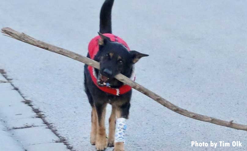 Fire dog with stick