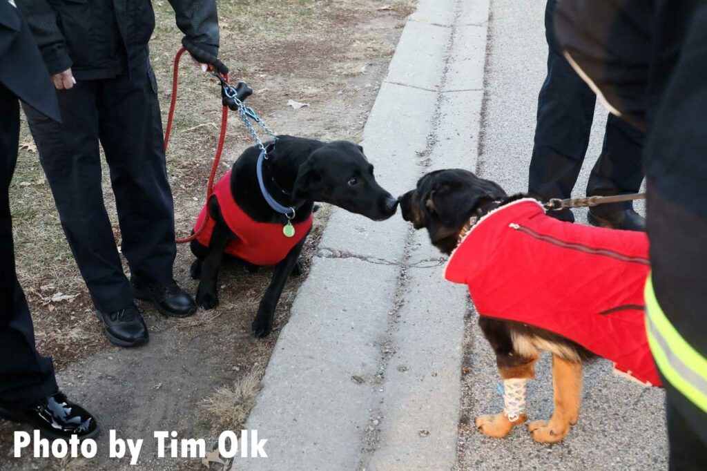 Firehouse dogs sniff each other