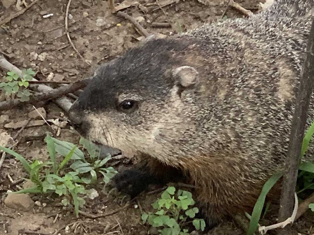 Groundhog