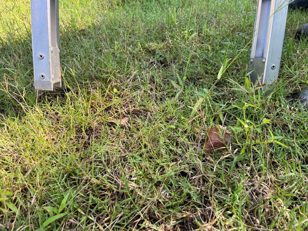 Ground ladder spurs on grass