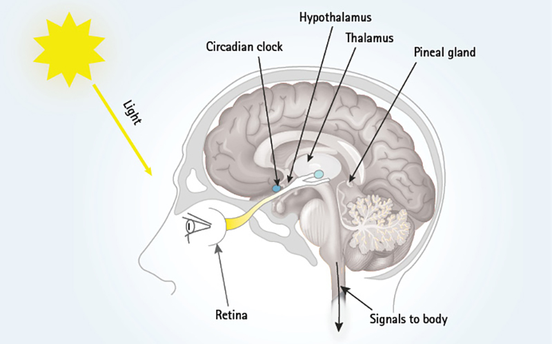 Diagram showing light entering the eyes.