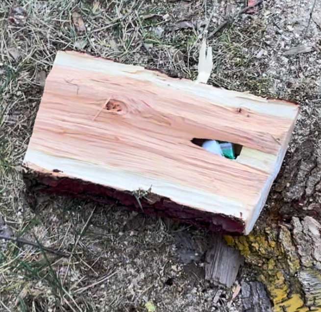 Hidden inside a log