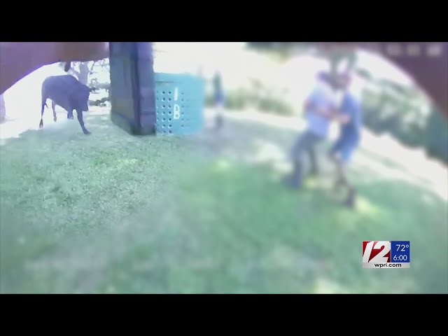 Escaped bull in Massachusetts