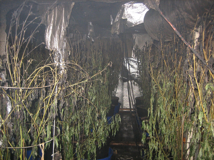 Marijuana grow house